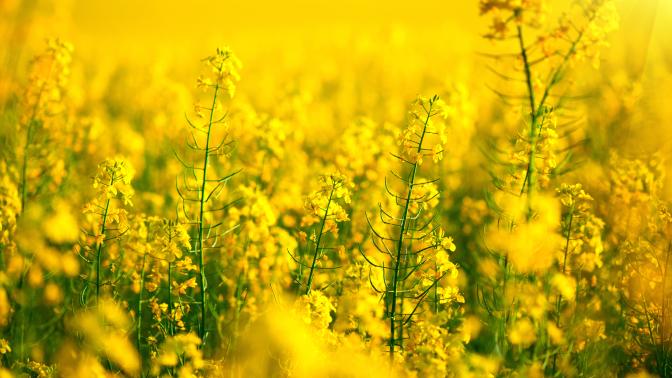 Nahaufnahme eines Rapsfeldes. Die gelben Blüten sind sehr deutlich zu erkennen.