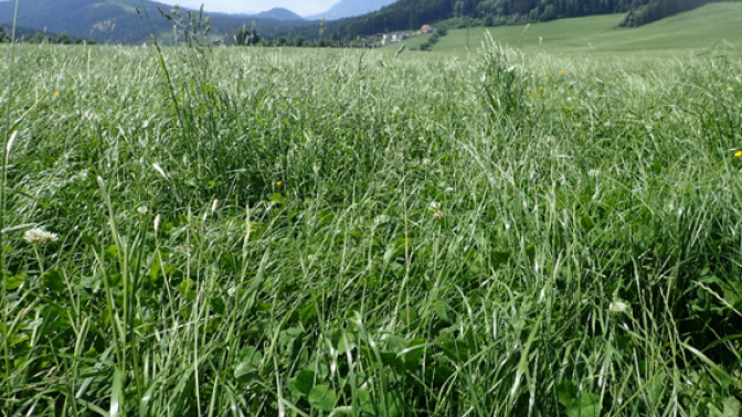 Ein intensiver Grünlandbestand mit geringer Pflanzenartenvielfalt