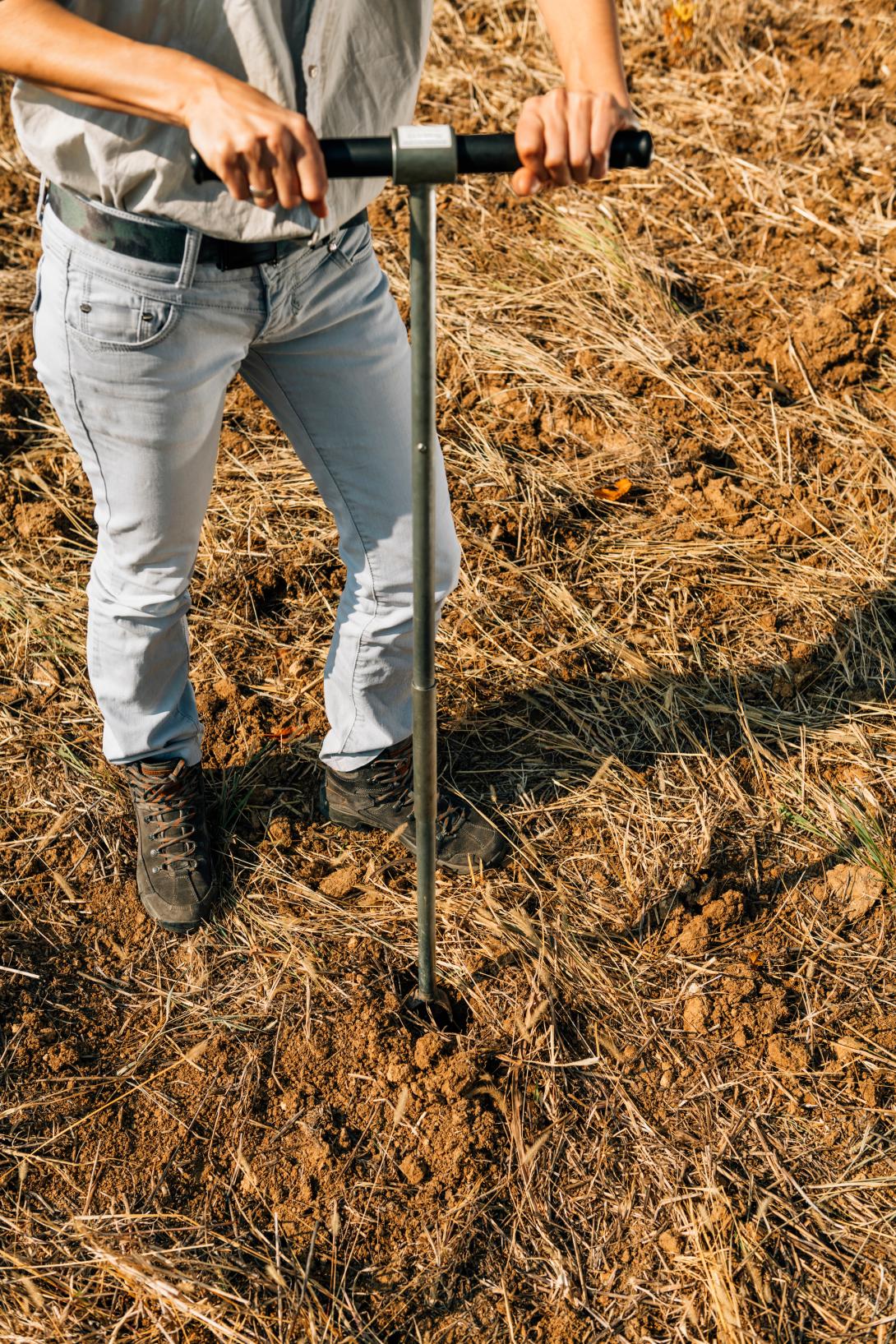 Ein Landwirt steht auf einem Feld und sticht mit einem Bodenbohrer in den Boden, um eine Probe zu entnehmen.