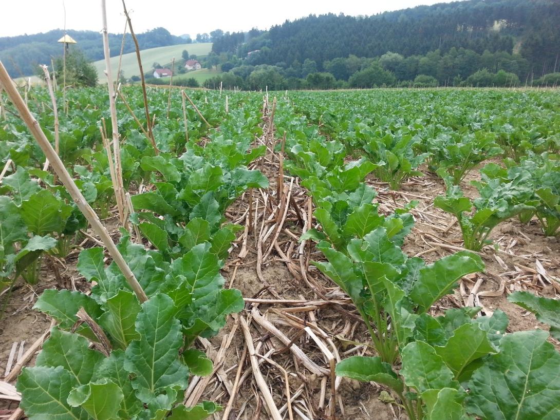 Ein Feld auf dem Mulchsaat bei Zuckerrüben durchgeführt wurde.