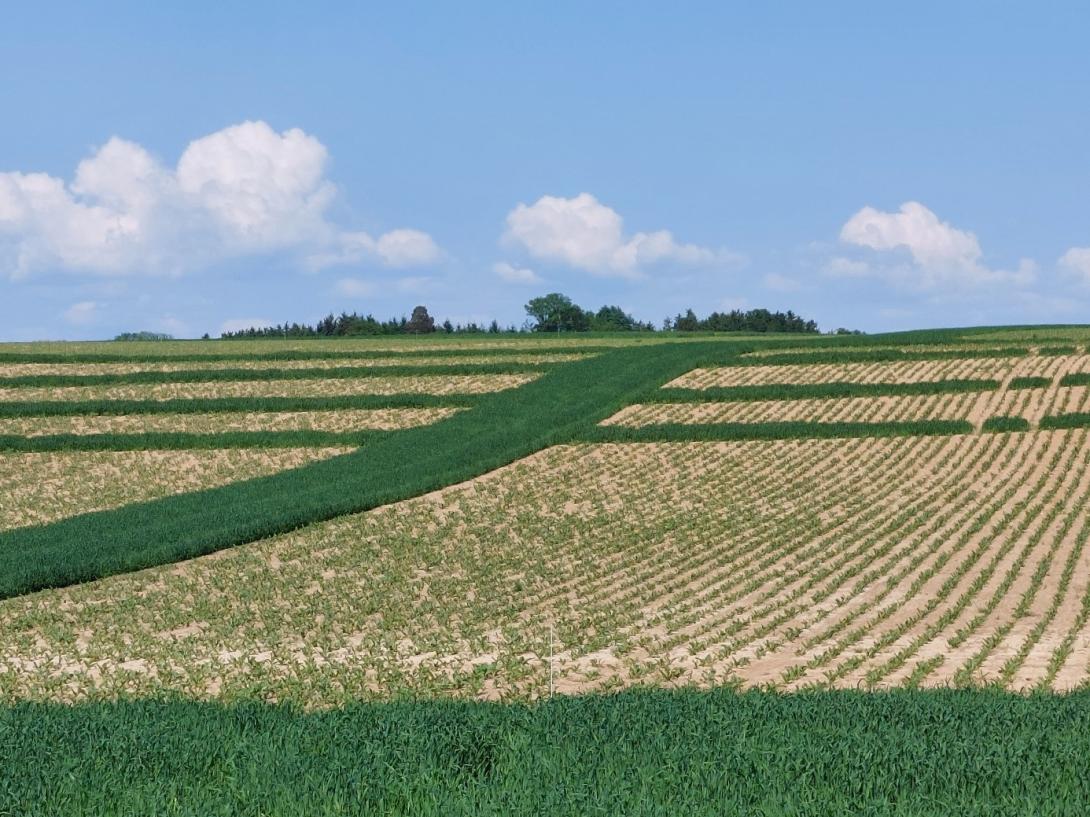 Ein Feld mit leichter Handlage auf dem Erosionsschutzstreifen angepflanzt sind.