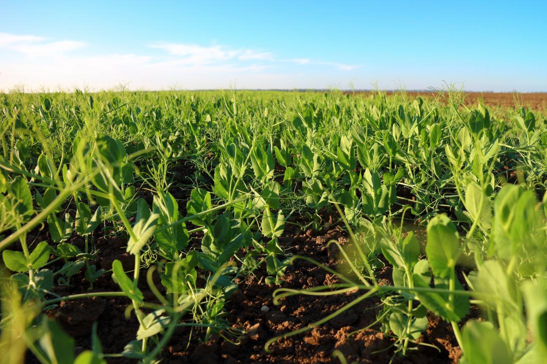 Erbsenpflanzen in einem frühen Entwicklungsstatium auf einem Feld