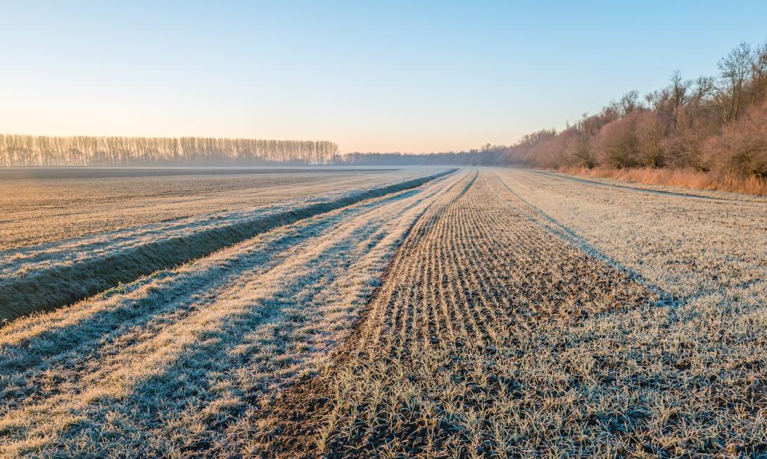 Ein Feld mit angebautem Winterweizen neben einem Bach an einem kalten Wintermorgen