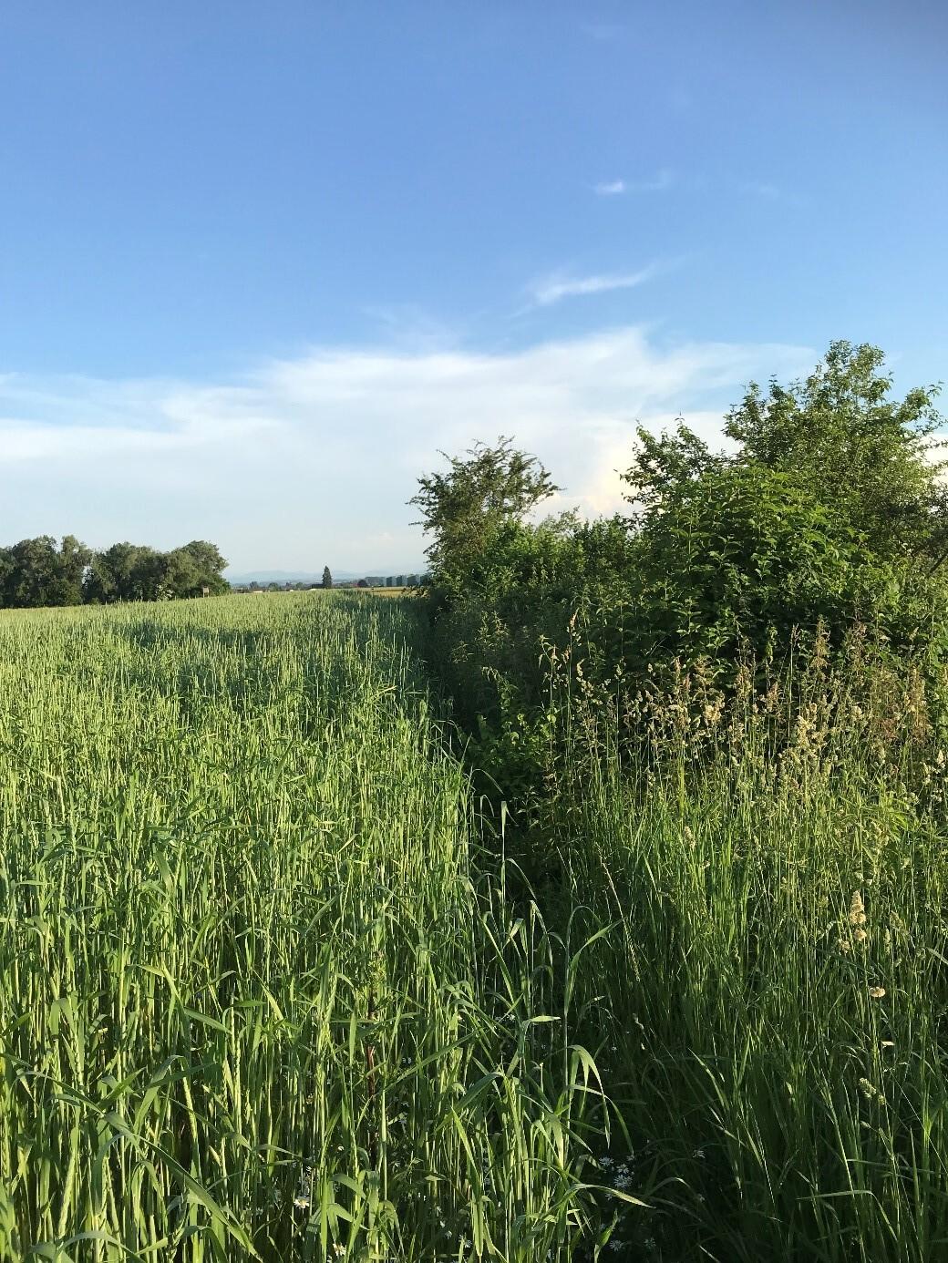 Links im Bild ist ein begrüntes Feld, rechts davon befindet sich eine Hecke.