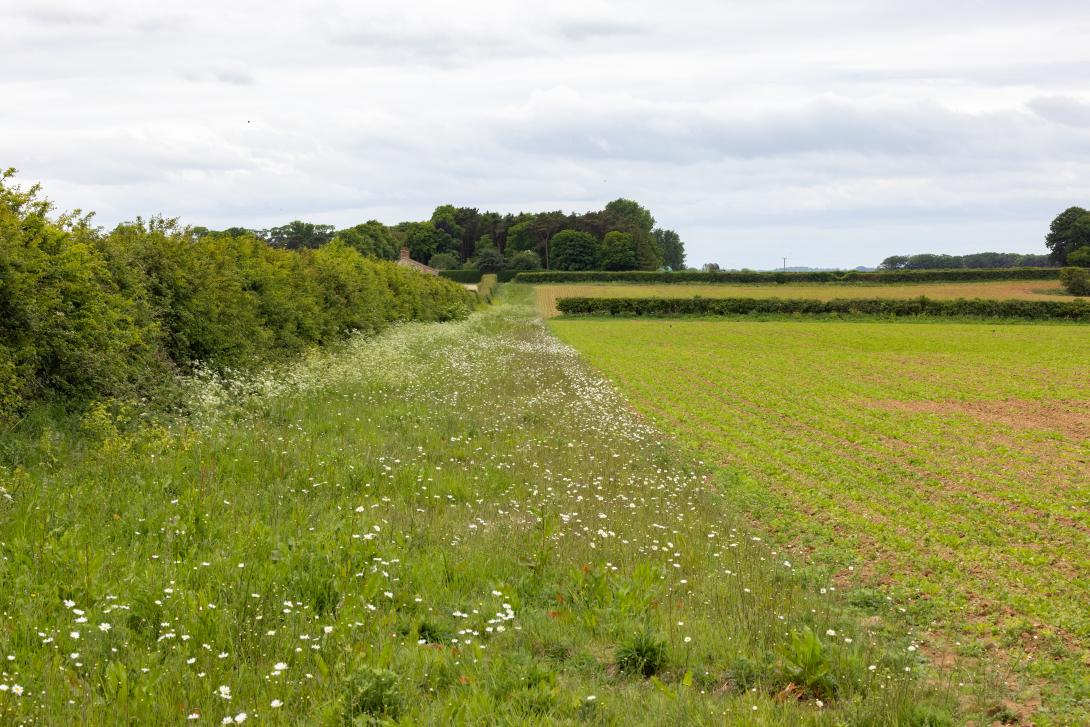 Links im Bild befindet sich eine Hecke, daneben ein Grünstreifen und rechts davon beginnt ein Feld. Im Hintergund ist eine weitere Hecke am Rand des Feldeszu erkennen.