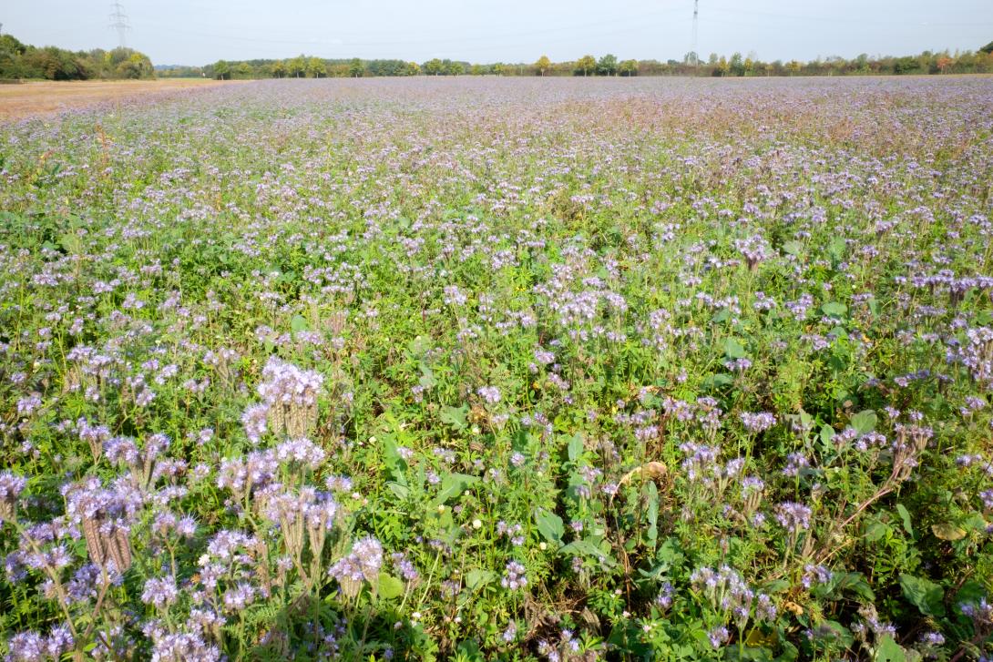 Ein Feld mit Phacelia als Gründüngung