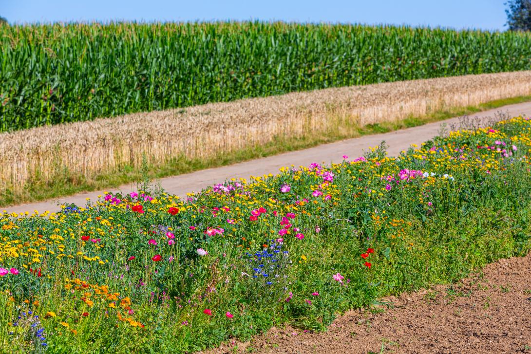 In der Mitte des Bildes befindet sich ein Blühstreifen, der an einen Acker angrenzt. Dahinter sind eine Straße, ein Getreidefeld und ein Maisfeld zu erkennen.