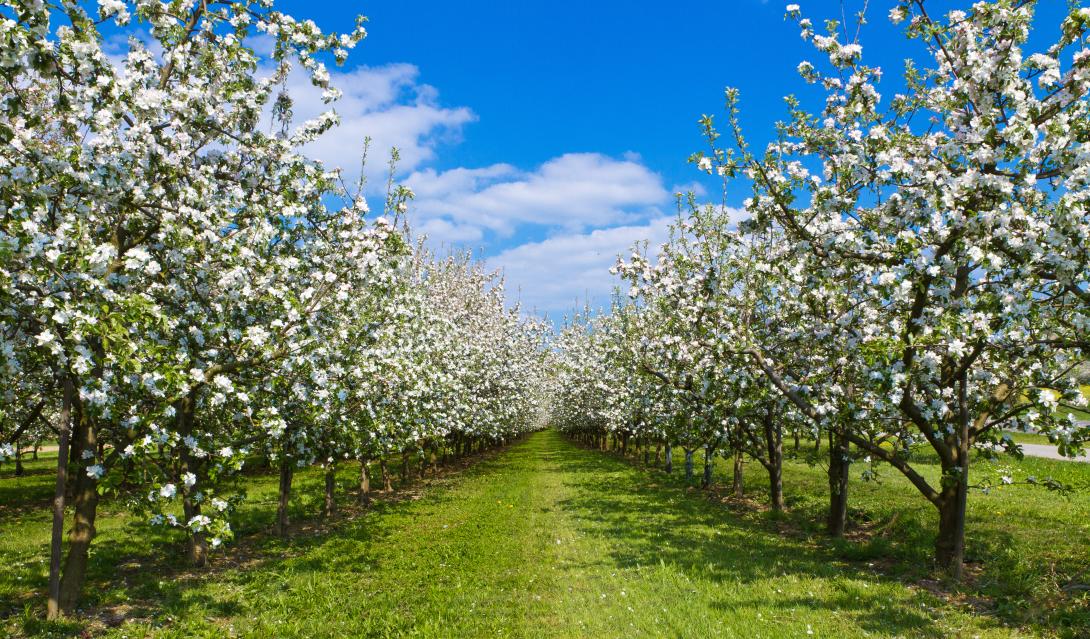 Zwei Reihen Obstbäume auf einer grünen Wiese.