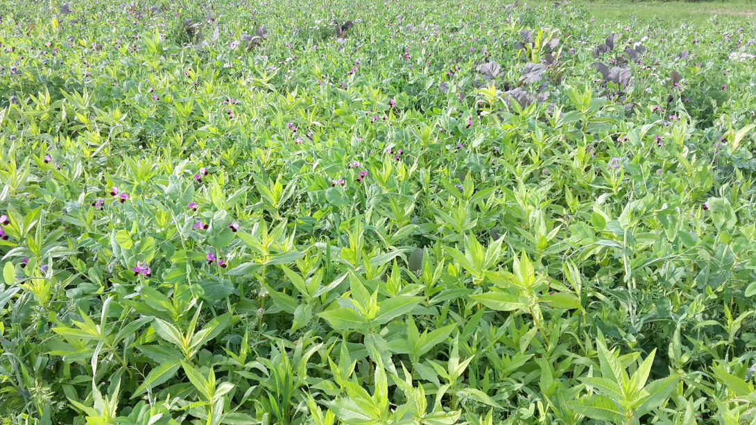 Eine Mischung verschiedener Pflanzen auf einem Feld, die als Begrünung dienen.