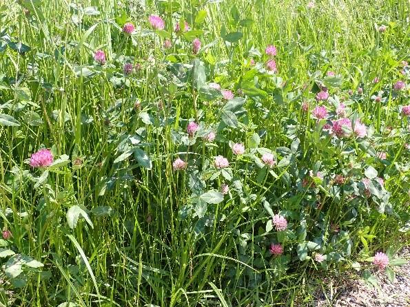 Eine Wiese auf der Rotklee zu sehen ist.