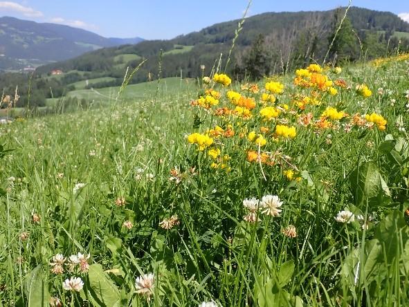 Eine Wiese auf der Hornklee zu sehen ist.