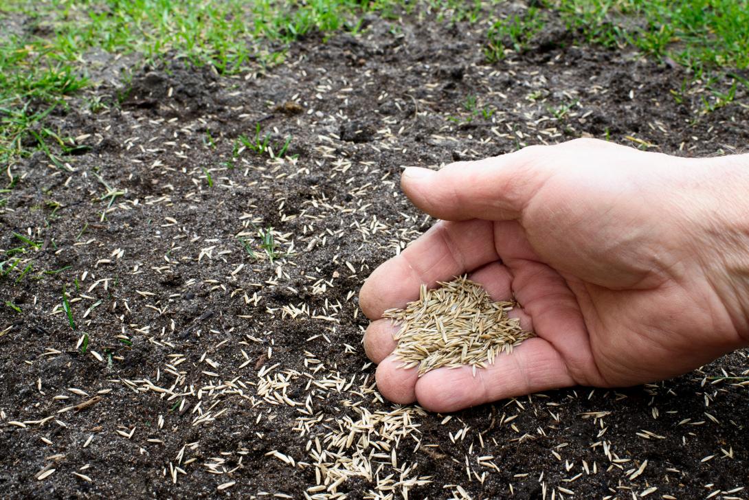 Grassamen in einer Hand