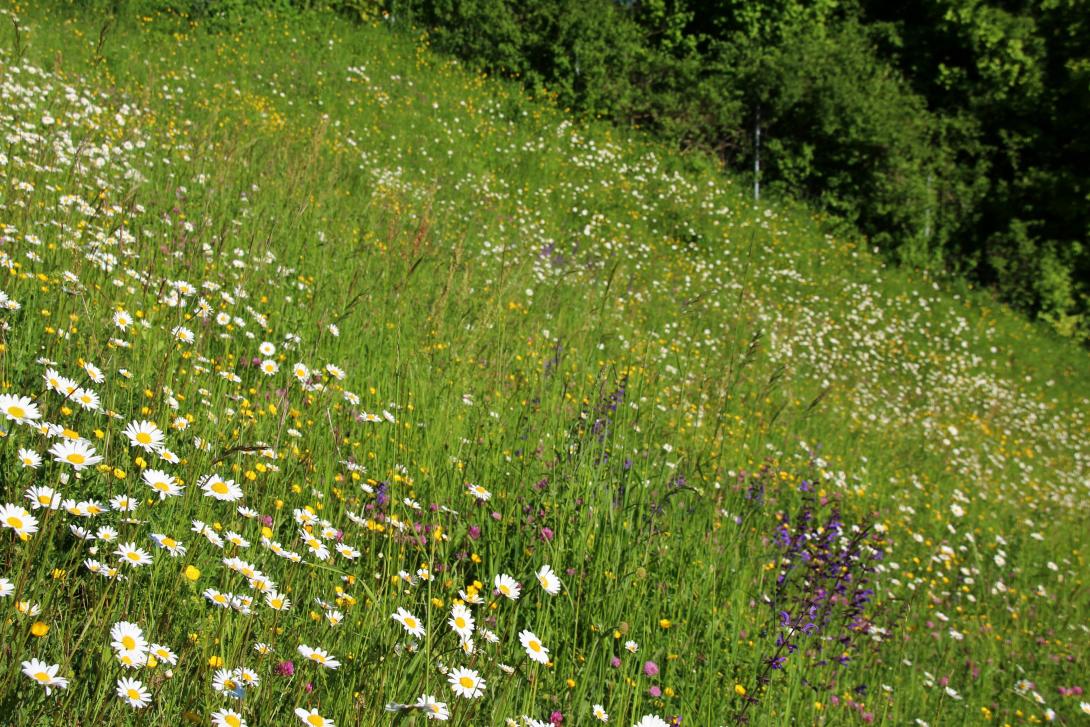 Eine Wiese mit blühenden Pflanzen.