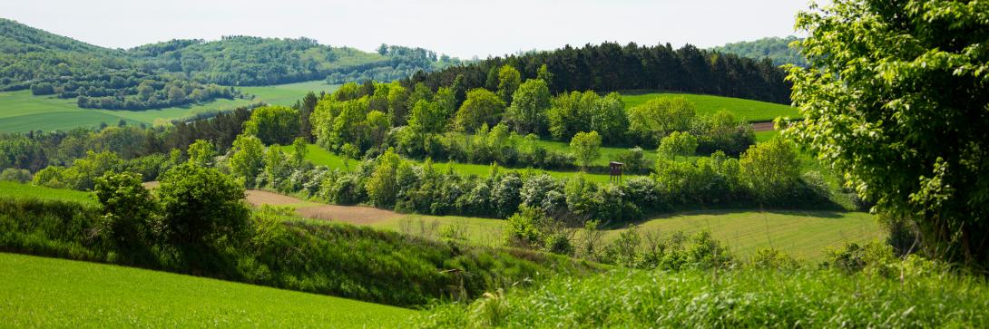 Eine grüne Landschaft im Weinviertel, eine Region im Nordosten von Niederösterreich.