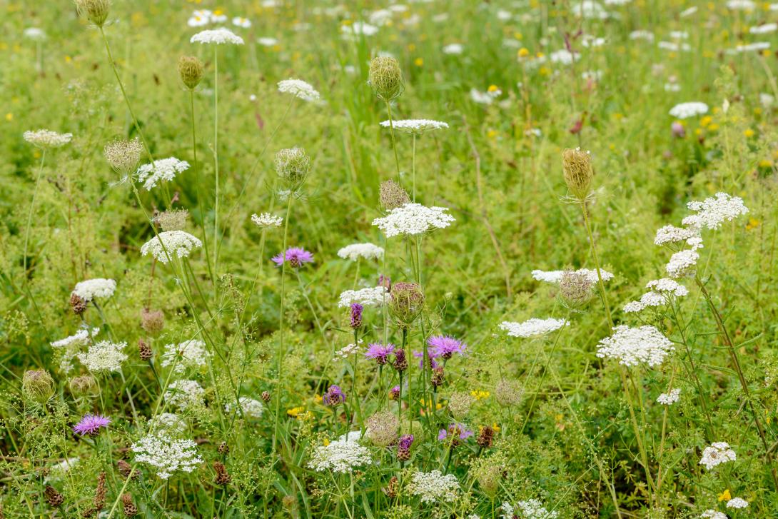 Eine bunte Sommewiese