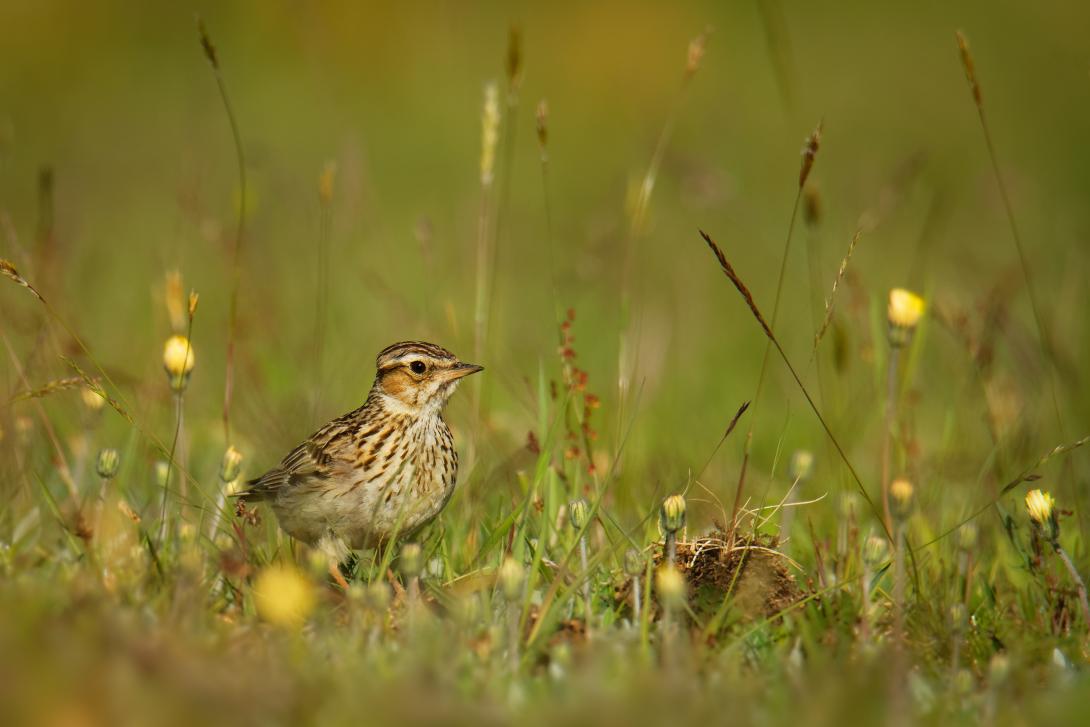 Eine Feldlerche, ein bodenbrütender Vogel, auf einer Wiese.