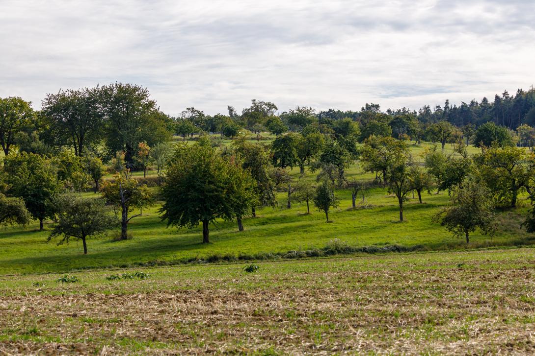 Eine Streuobstwiese mit unterschieldichen Obstbaumarten, im Vordegrund ist ein Feld zu erkennen.