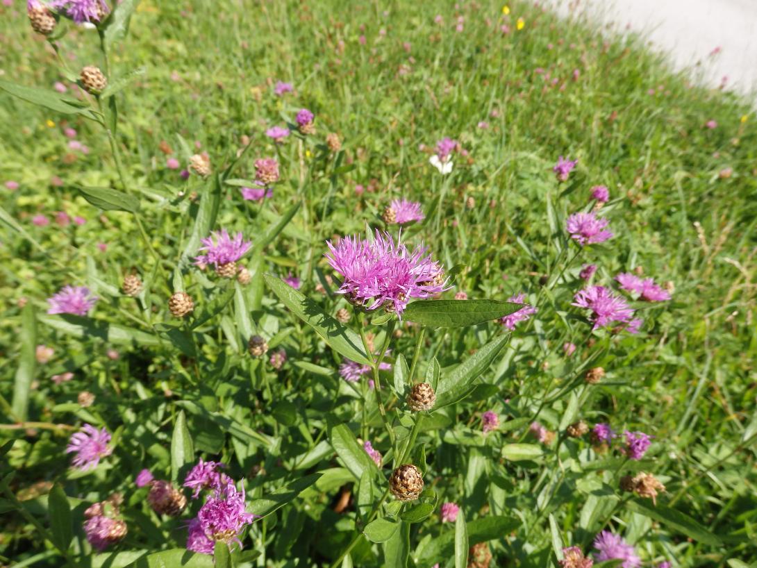 Bild einer Wiesen-Flockenblume