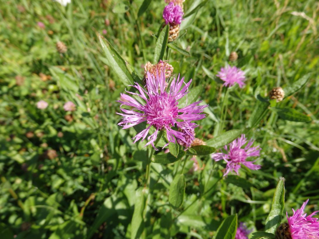 Bild einer Wiesen-Flockenblume