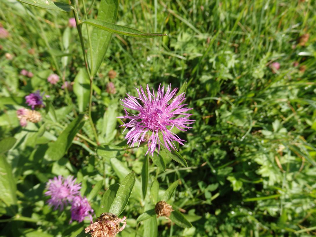 Bild einer Wiesen-Flockenblume