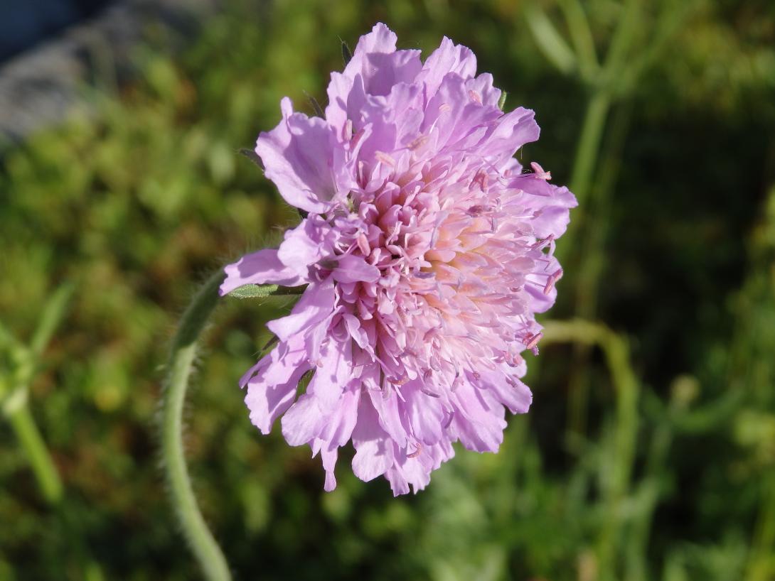 Bild einer Wiesen-Witwenblume