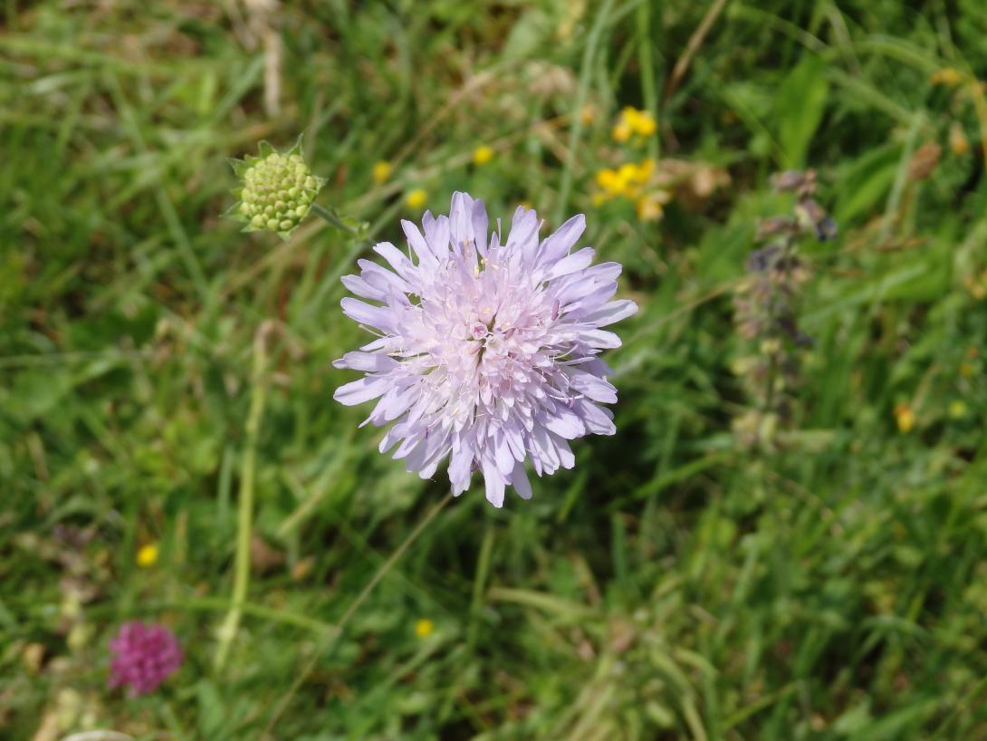 Bild einer Wiesen-Witwenblume