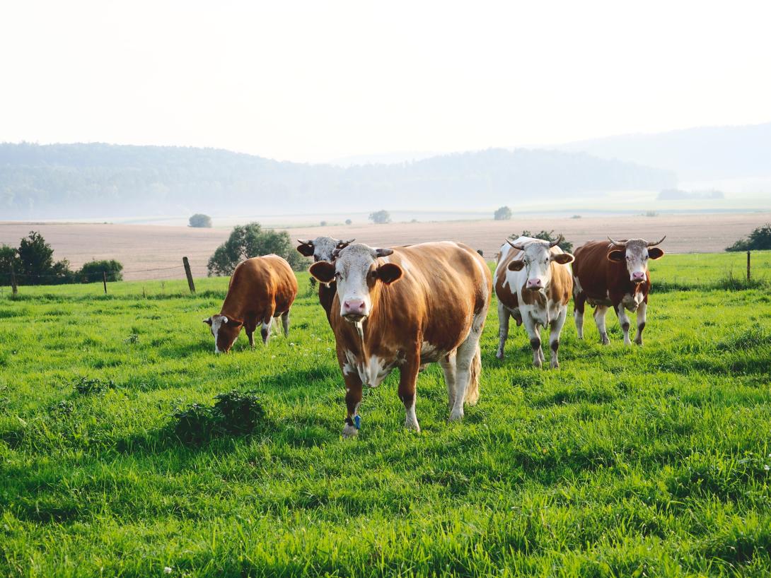 Herde von Fleckviehkühen auf einer grünen Sommerweide in den Bergen