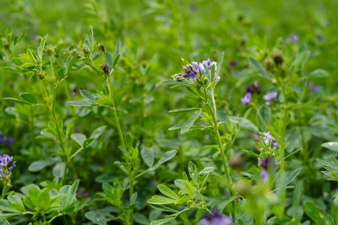 Grünes Alfalfa-Feld bereit zum Mähen