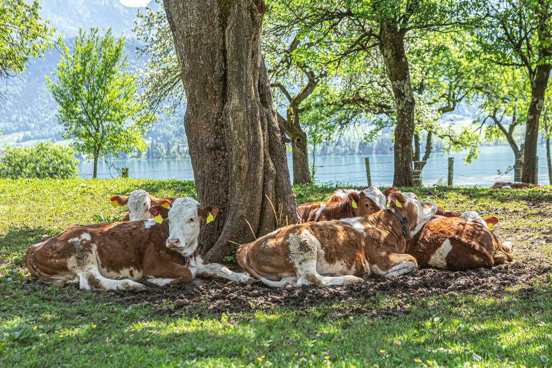 Mehrere Rinder liegend im Schatten eines Baums.