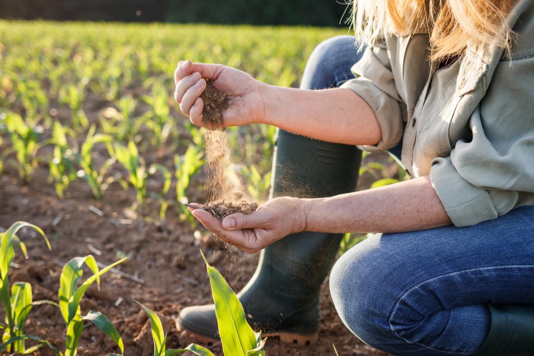 Dürre auf einem landwirtschaftlichen Feld. Eine Landwirtin hält trockenen Boden in der Hand und kontrolliert die Qualität der Fruchtbarkeit bei trockenem Klima.