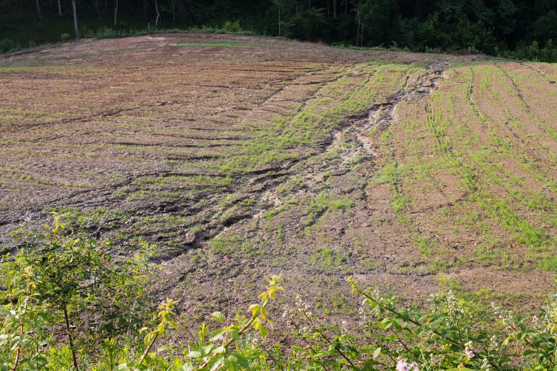 Bodenerosion auf einem bewirtschafteten Feld nach Starkregen 