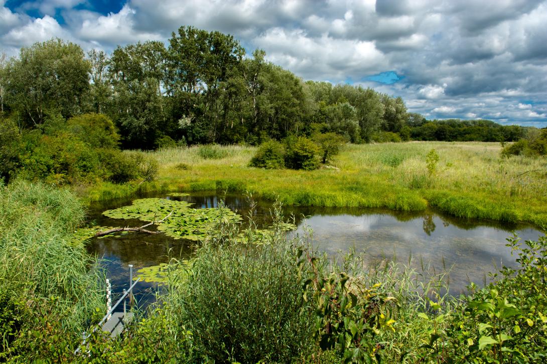  Landschaft mit Teich in den Donau Auen in Österreich 