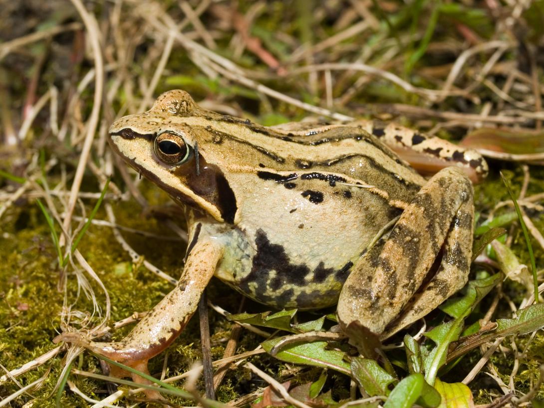 Großaufnahme eines Moorfroschs