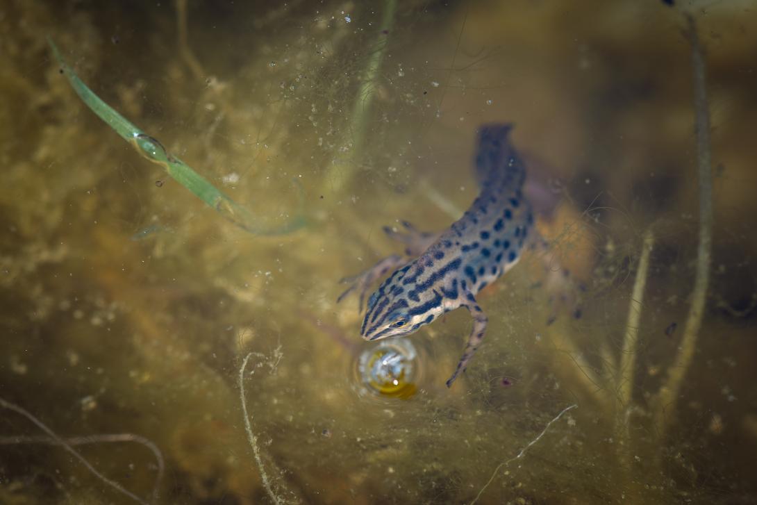 Bild eines Teichmolchs schwimmend in einem Tümpel.