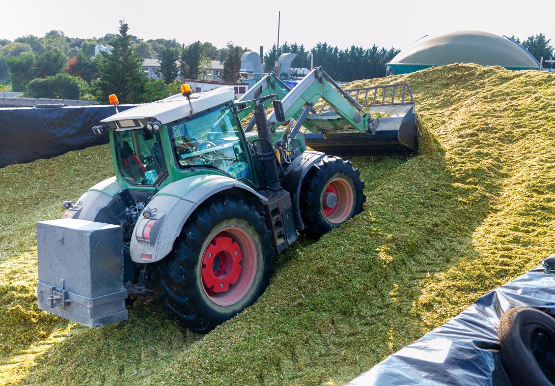 Einlagerung von Maissilage für Rinder