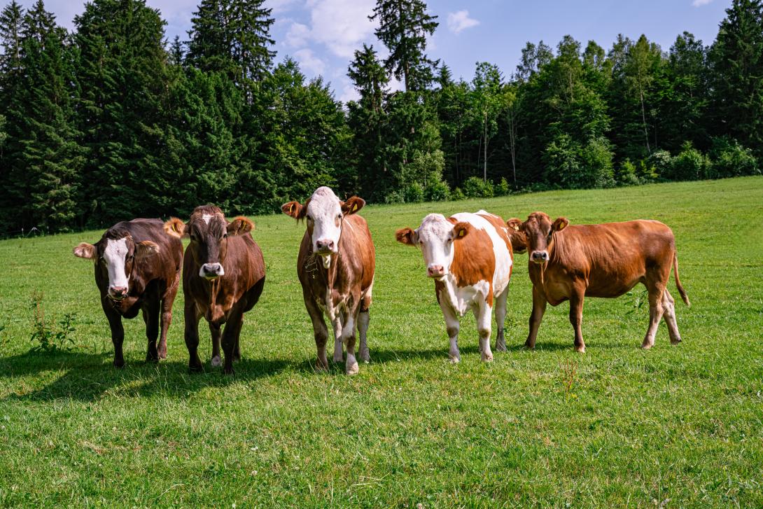 Weidehaltung - Braun- und Fleckviehrinder auf einer grünen Bergwiese in Bayern.