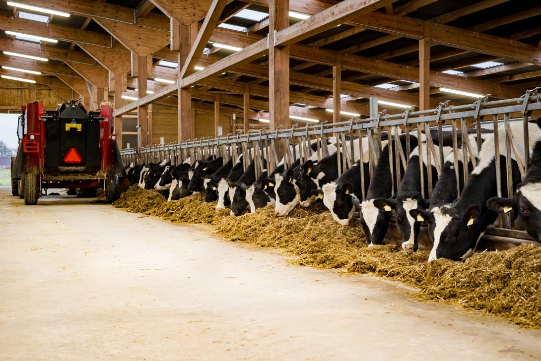 Moderner Rindviehstall - Fütterung von Silage mit Futtermischwagen