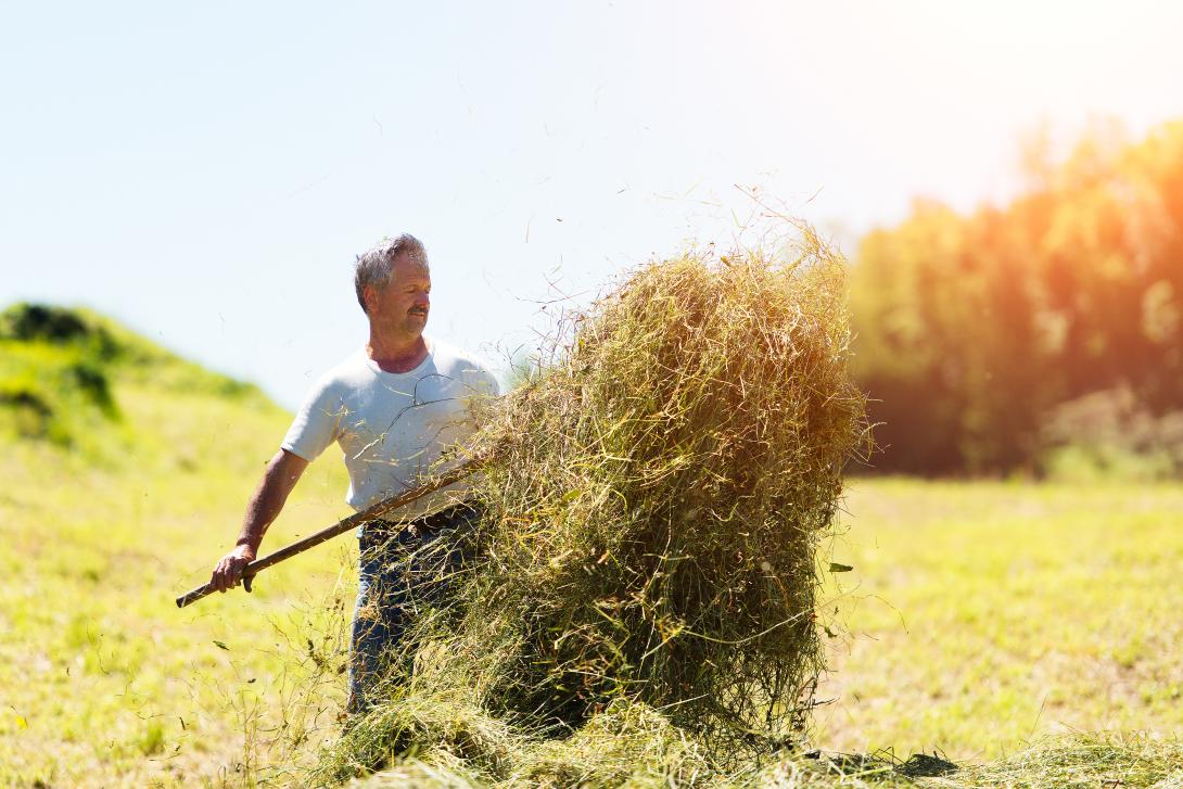 Ein Landwirt wendet sein Heu mit einer Heugabel