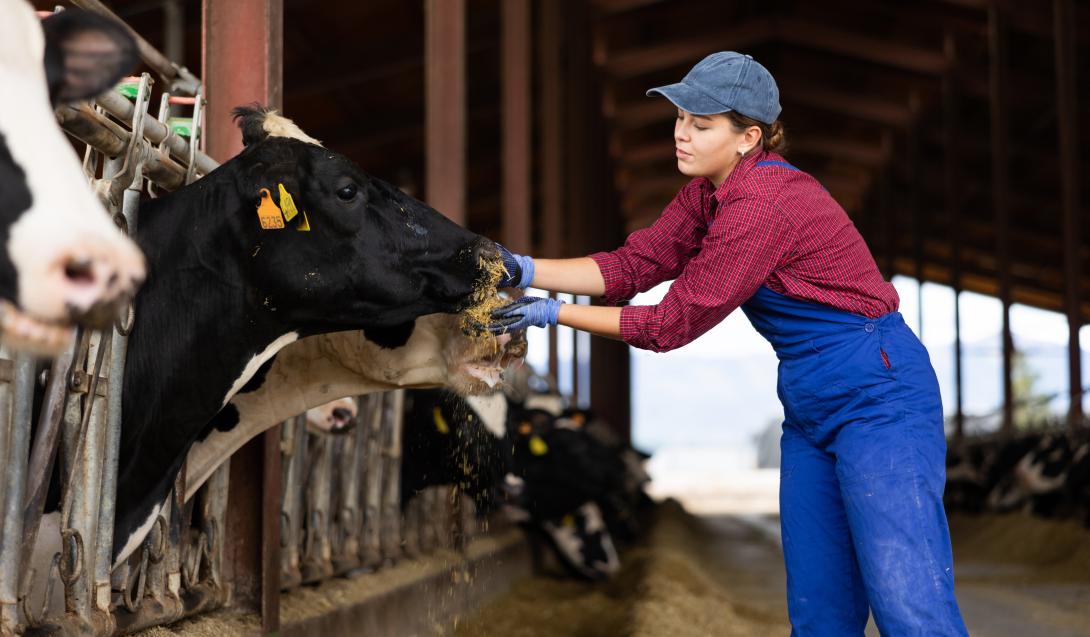 Eine junge Landwirtin füttert Rinder