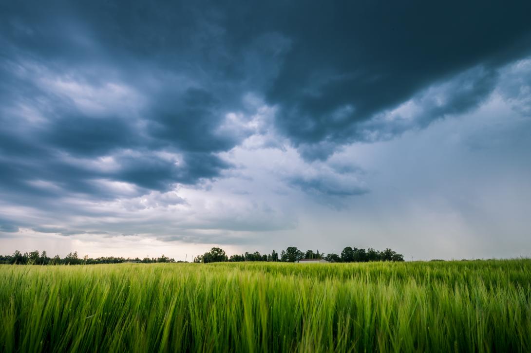 Eindrucksvolles Gewitter über einem Gerstenfeld im Sommer. Dunkle Gewitterwolken bedecken die ländliche Landschaft. Intensiver Regenschauer in der Ferne.