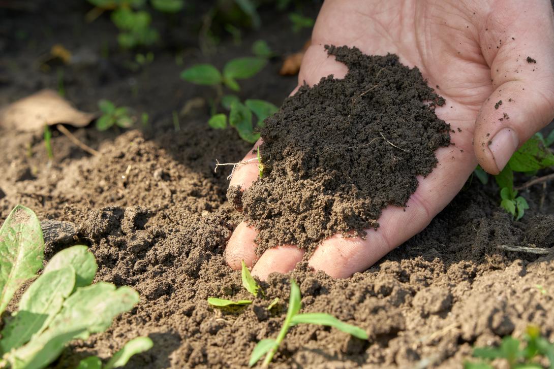 Hand mit einer Handvoll schwarzer Erde, die für den Anbau landwirtschaftlicher Pflanzen geeignet ist.