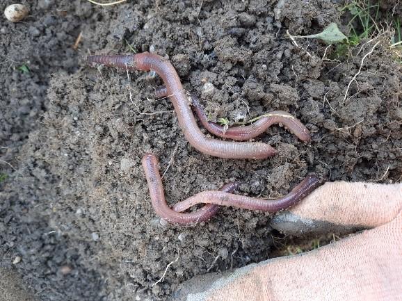 Regenwurm und Bodenlebewesen 