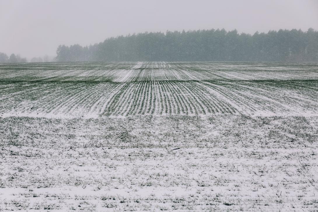 Feld im Winter