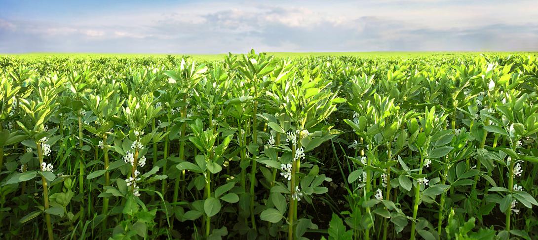 Reihe blühender Ackerbohnen auf einem Feld, eine Sorte der Wicke, einer blühenden Pflanze aus der Familie der Hülsenfrüchte