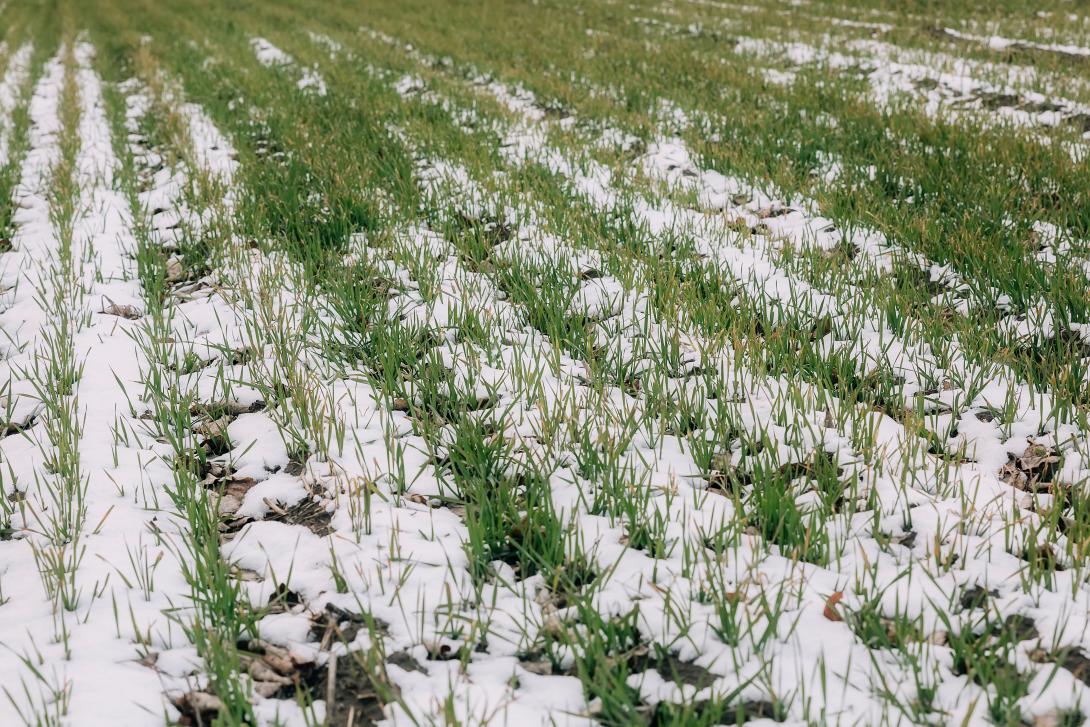 Feld  mit Schnee