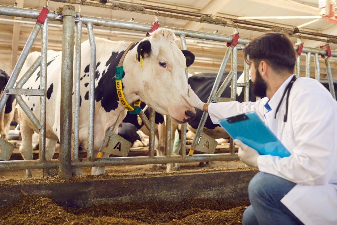 Ein Tierarzt mit Klemmbrett in der Hand bei der Kontrolle von Kühen im Stall eines Milchviehbetriebs