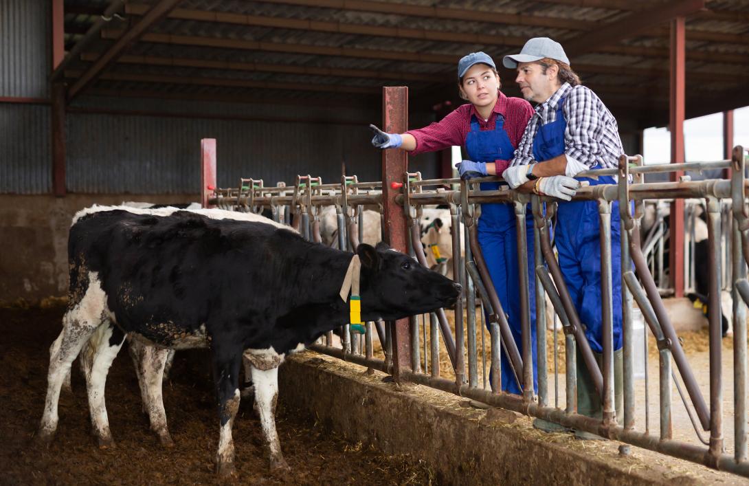 Zwei junge Landwirte unterhalten sich in der Nähe des Stalls mit den Kühen während der Arbeit in einem Milchviehbetrieb im Herbs