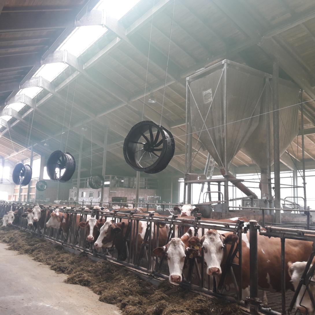 Ventilator als Kühlmöglichkeit in einem Rinderstall