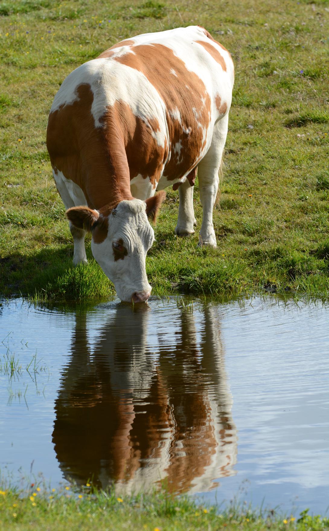 Rind bei der Wasseraufnahme auf einer Alm