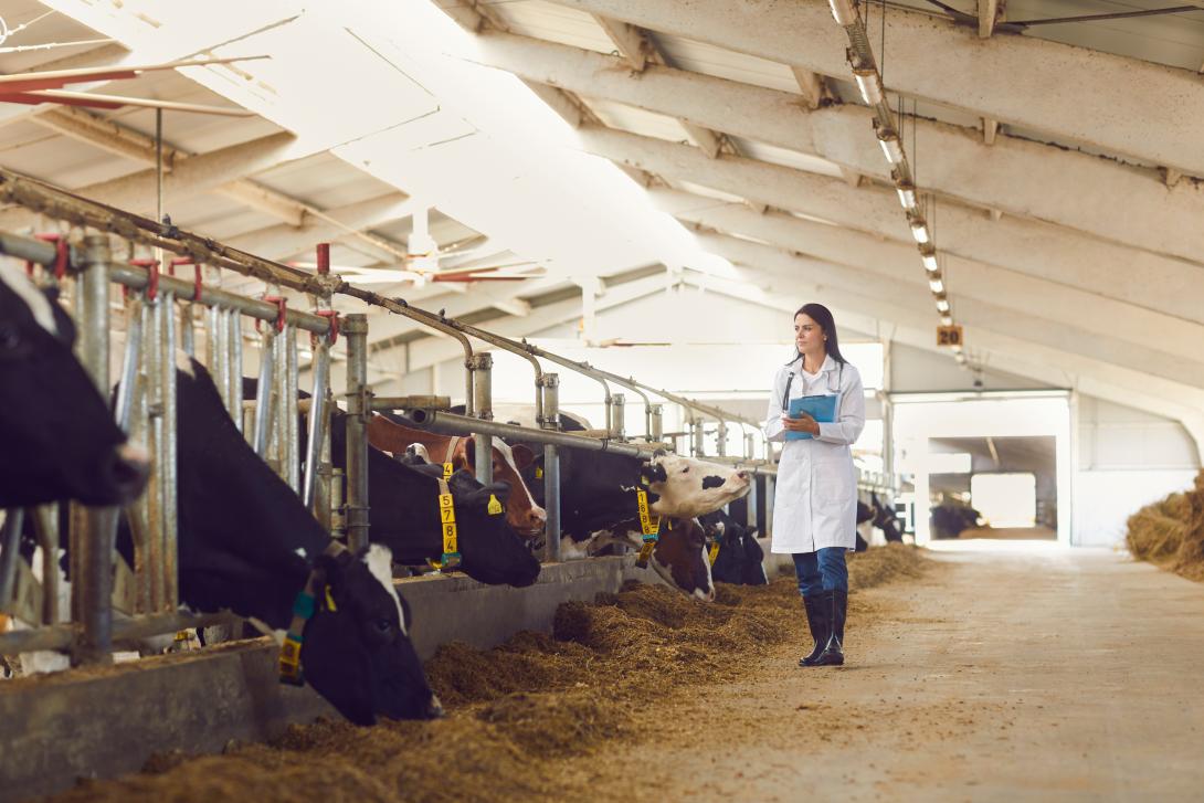 Tierärztin geht mit den Rindern an den Boxen entlang und macht Notizen